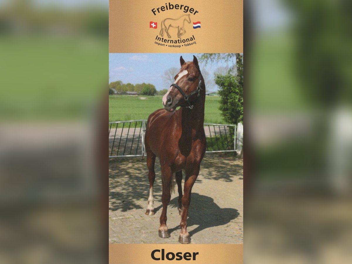 Freiberger Stallion Sorrel in Olst