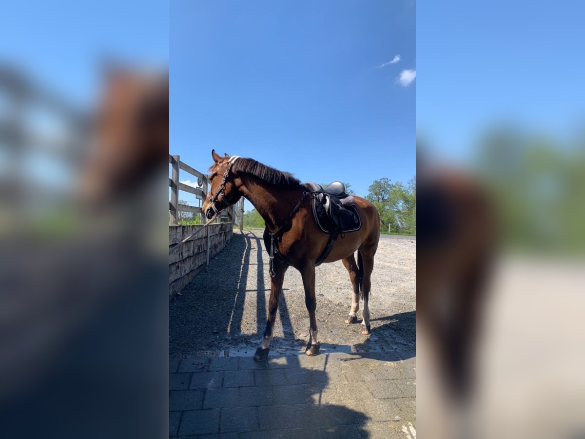 Freiberger Sto 7 år 160 cm Brun in Beinwil am See