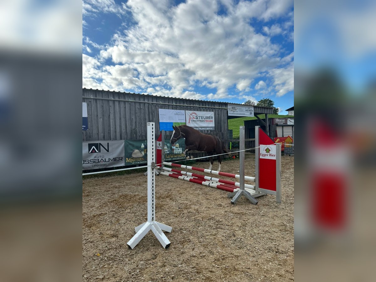 Freiberger Stute 11 Jahre 155 cm Fuchs in Hittisau
