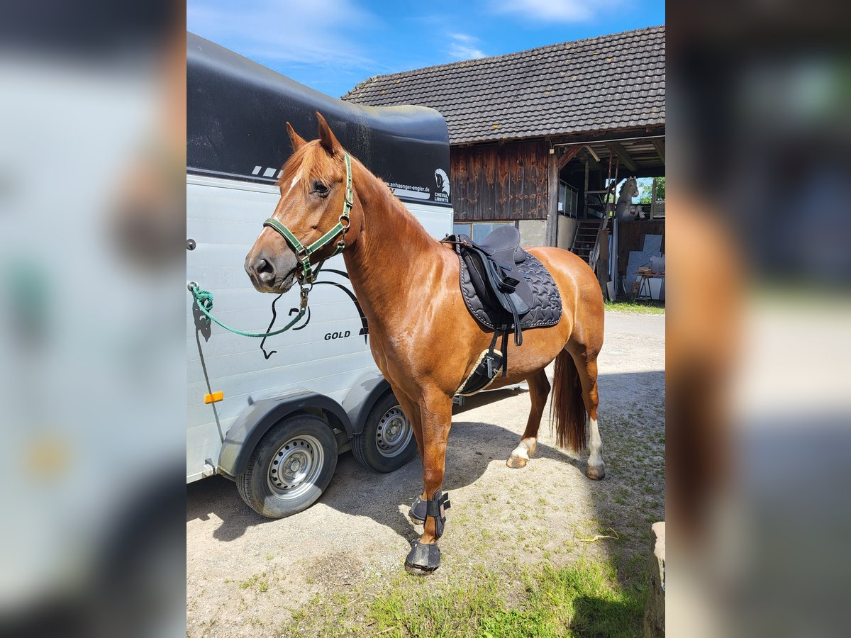 Freiberger Stute 12 Jahre 155 cm Fuchs in Rheinfelden