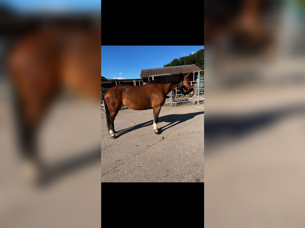 Freiberger Stute 12 Jahre 156 cm Brauner in M&#xFC;nsingen