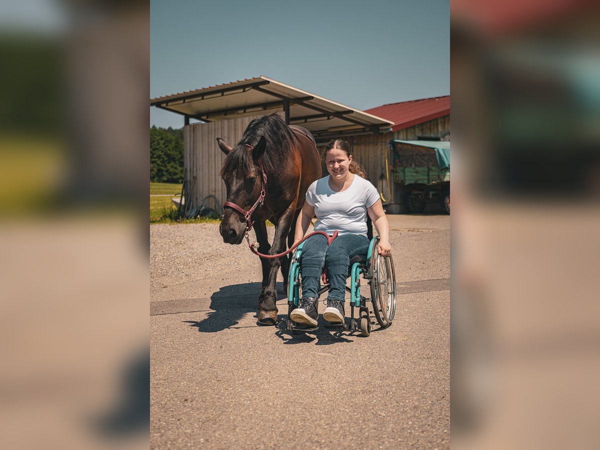 Freiberger Mix Stute 12 Jahre 156 cm Rappe in Tettnang