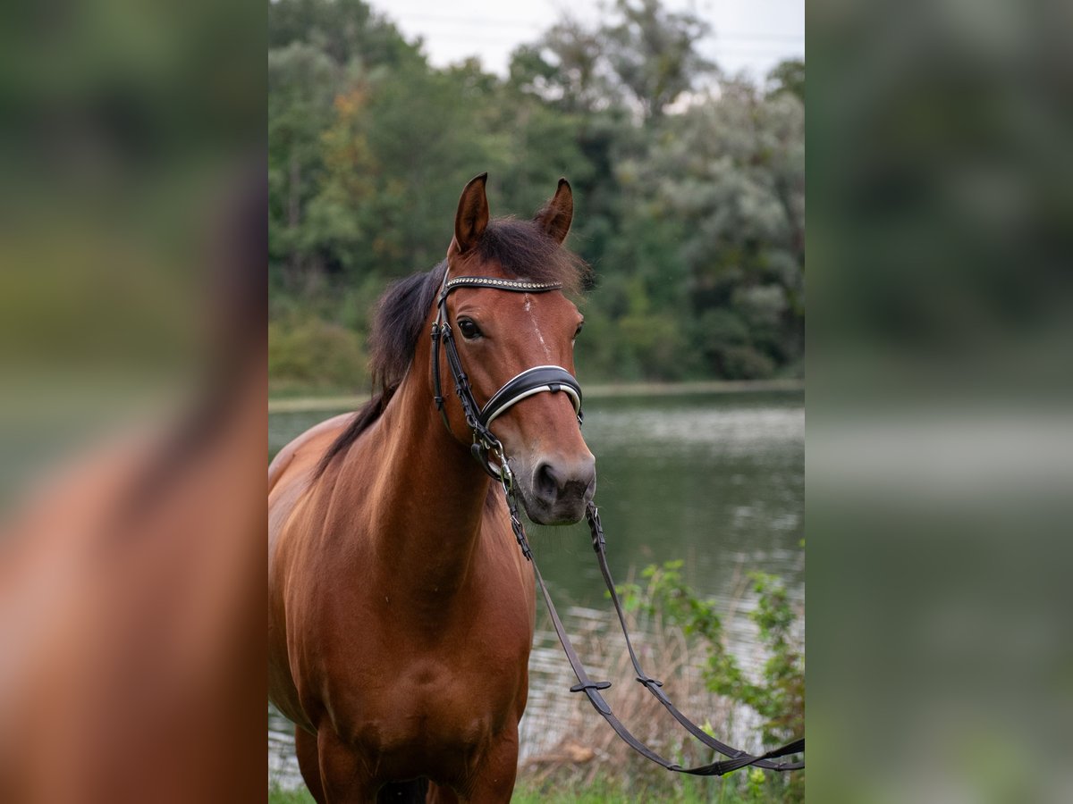 Freiberger Mix Stute 14 Jahre 140 cm Fuchs in B&#xFC;tschwil SG