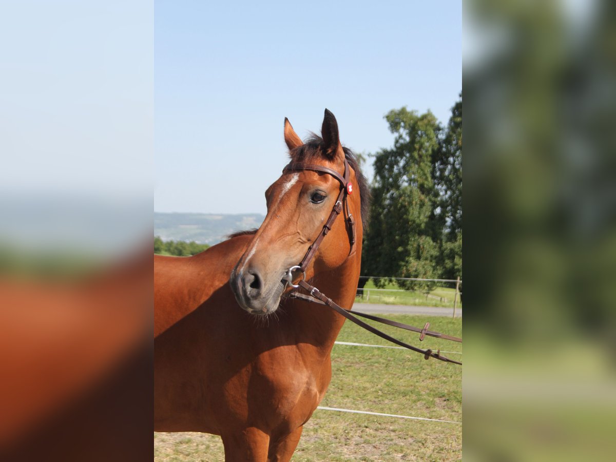 Freiberger Stute 17 Jahre 157 cm Brauner in Sch&#xF6;nholzerswilen