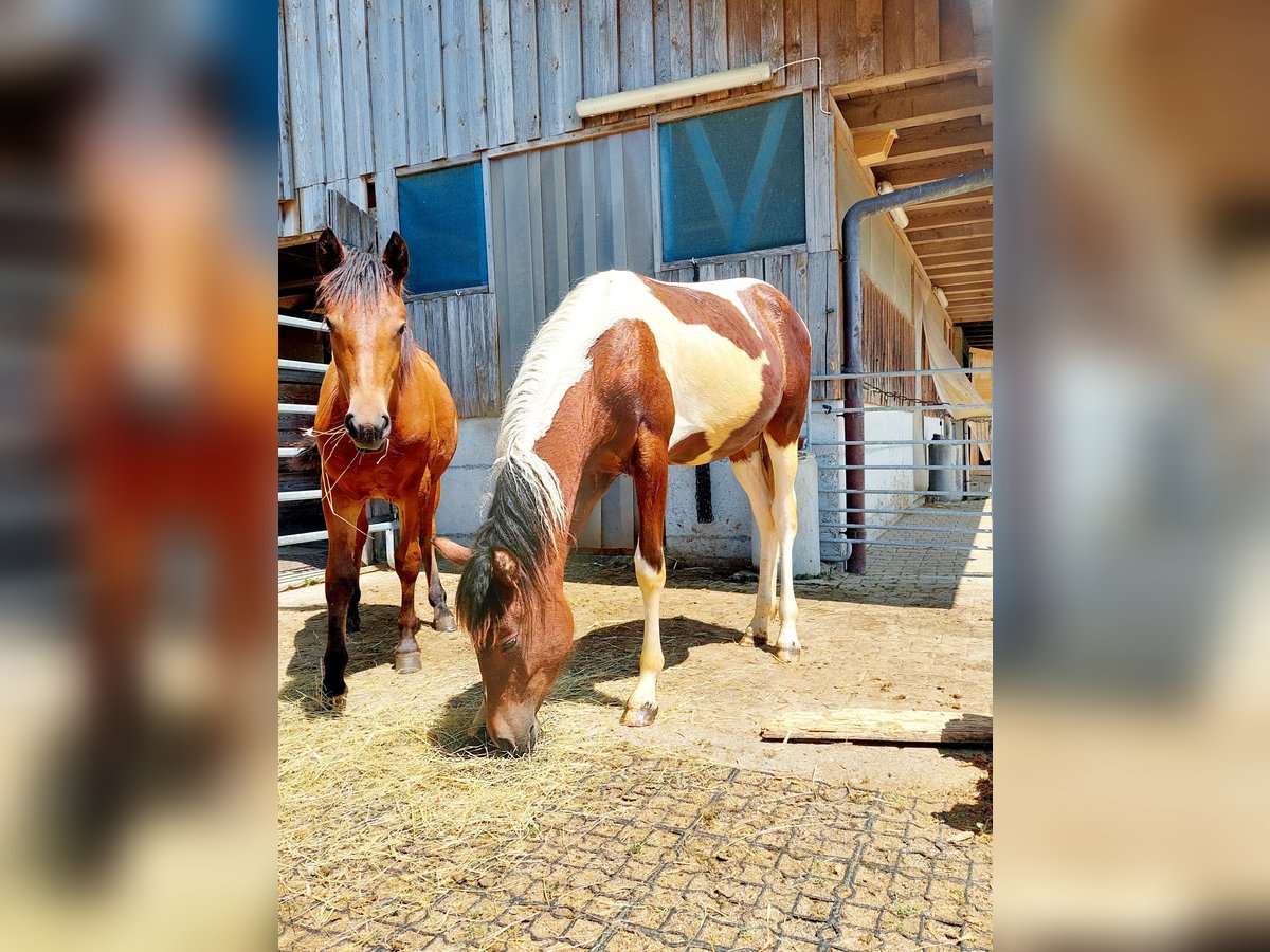 Freiberger Stute 1 Jahr Brauner in Innerberg