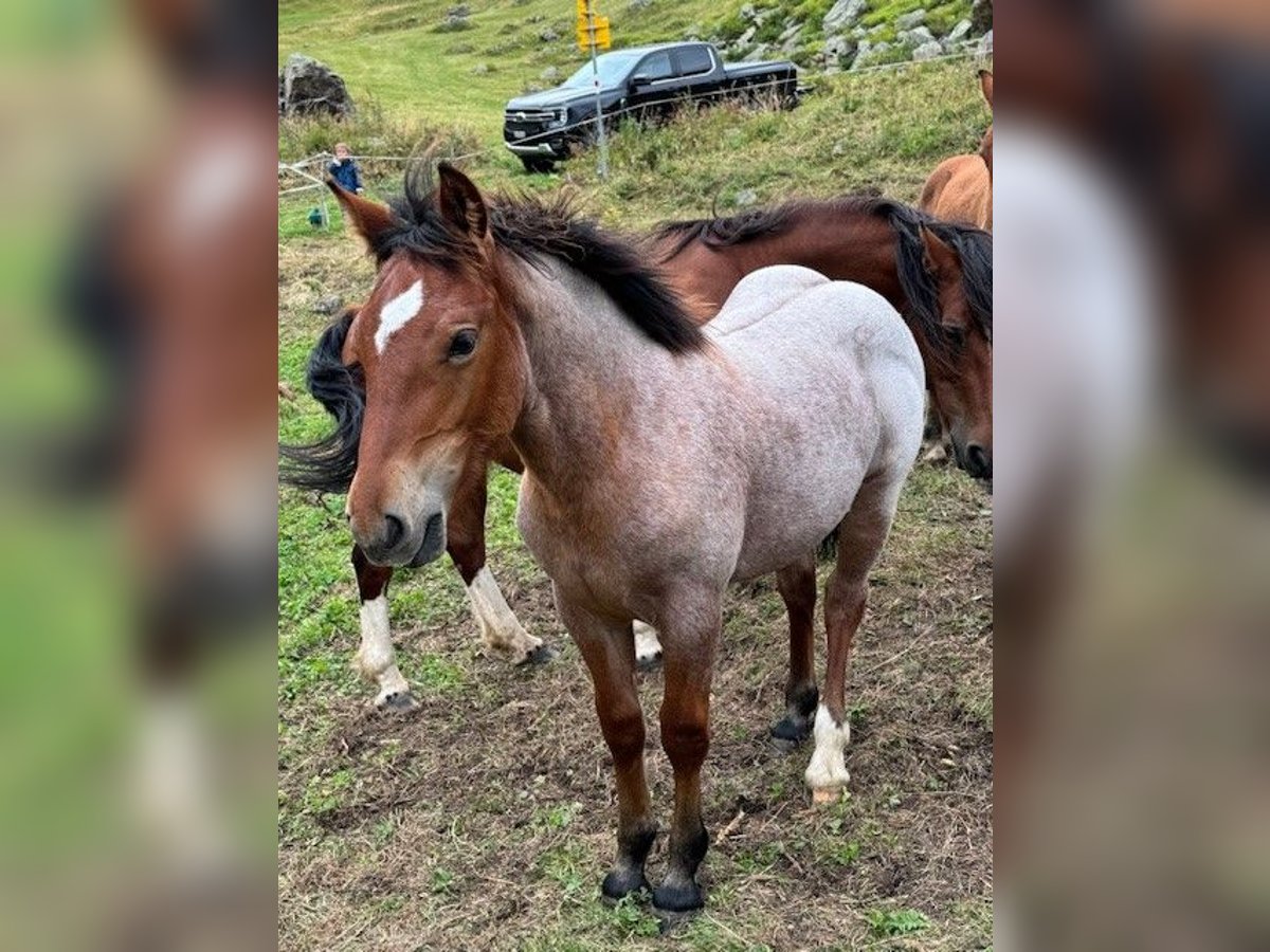 Freiberger Mix Stute 1 Jahr Braunfalbschimmel in Guarda