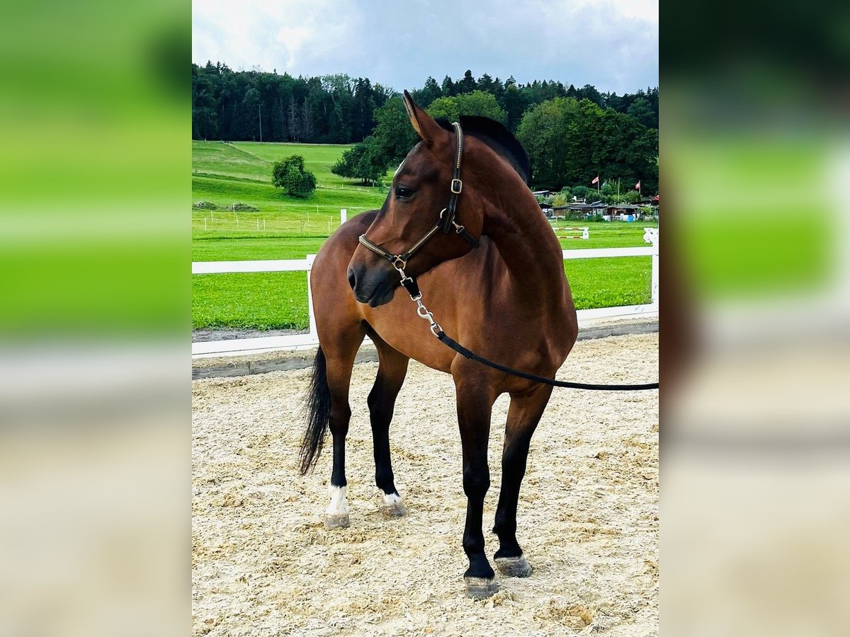 Freiberger Stute 3 Jahre 150 cm Dunkelbrauner in Dietikon