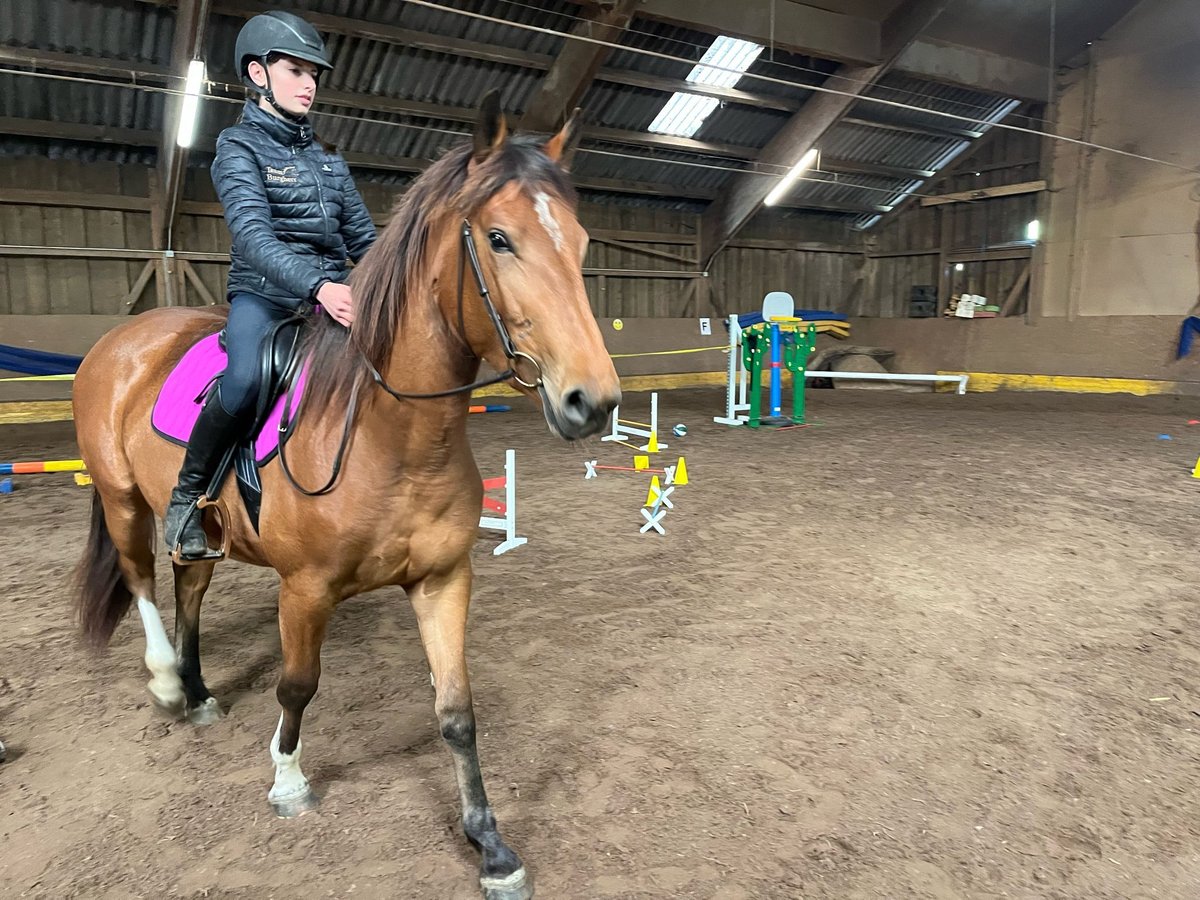 Freiberger Mix Stute 3 Jahre 152 cm Brauner in Reiden