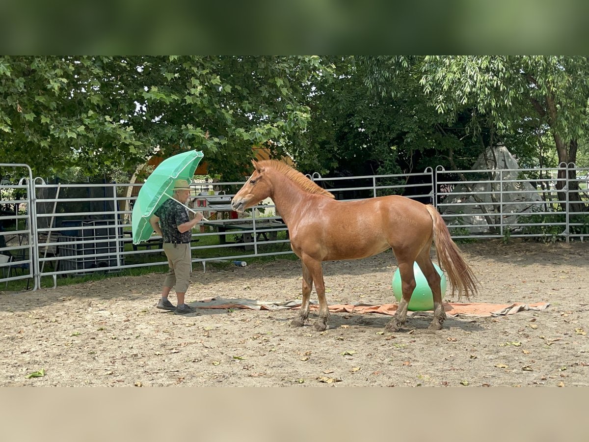 Freiberger Stute 4 Jahre 155 cm Fuchs in R&#xFC;mmingen