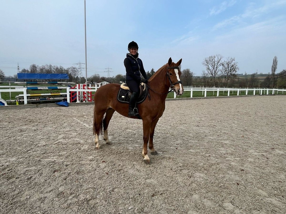 Freiberger Stute 4 Jahre 155 cm Fuchs in Rümmingen