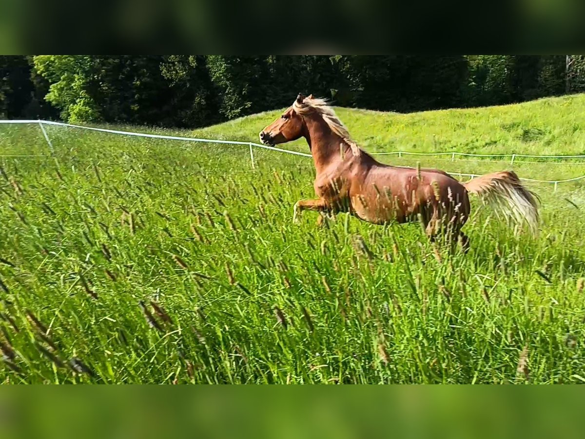 Freiberger Stute 5 Jahre 155 cm Fuchs in Grub AR
