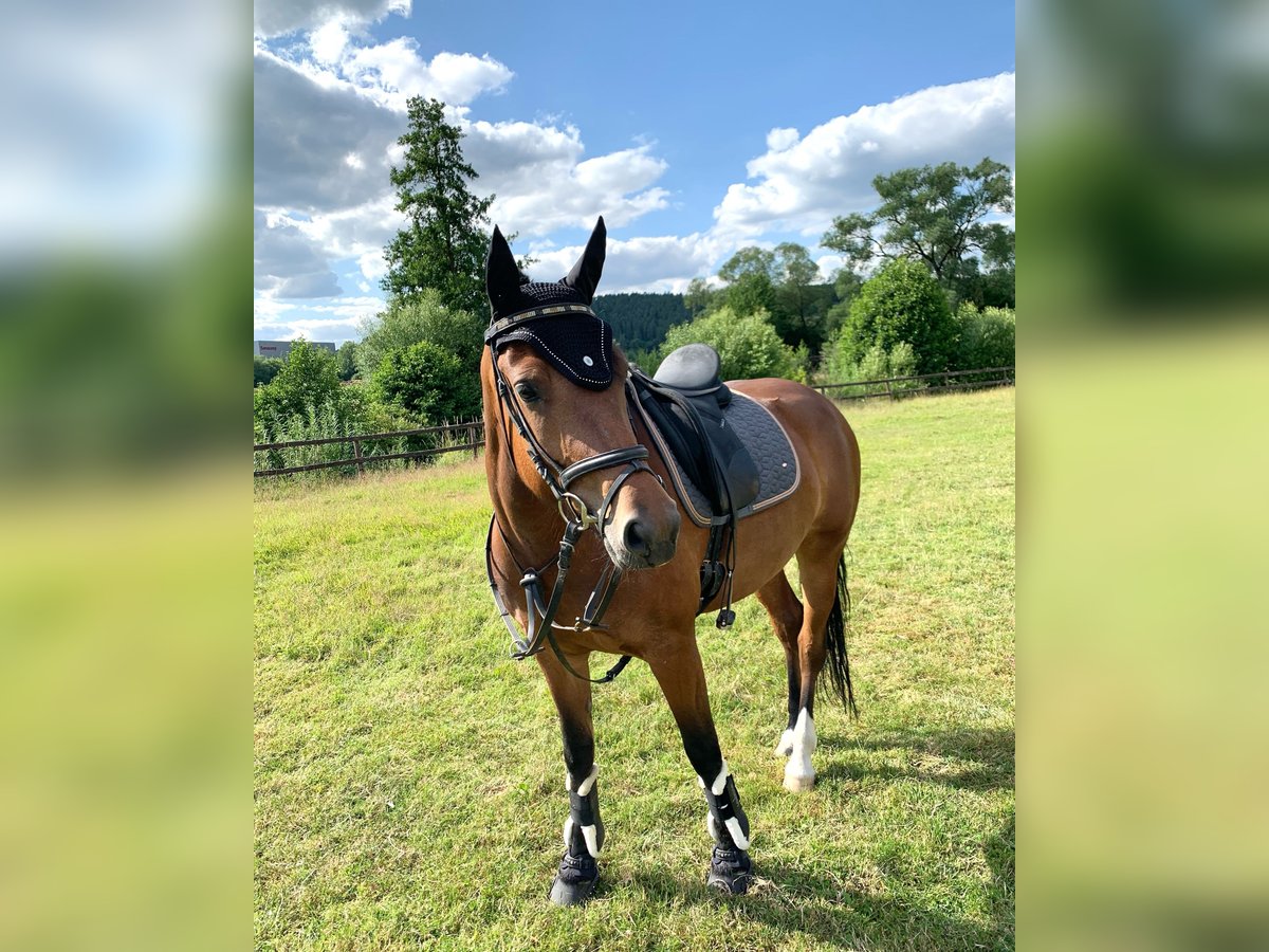 Freiberger Stute 7 Jahre 156 cm Brauner in Neuenstein