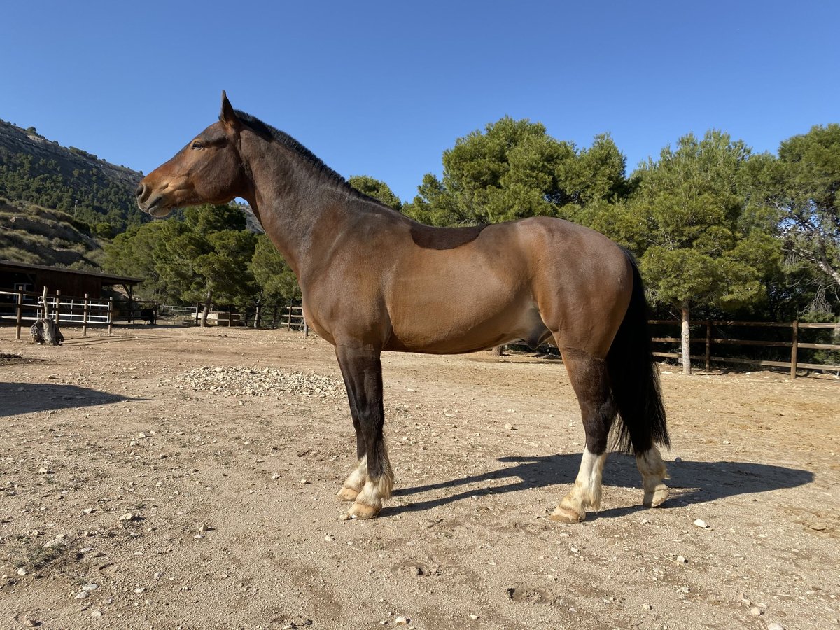 Freiberger Valack 10 år 168 cm Mörkbrun in Berg