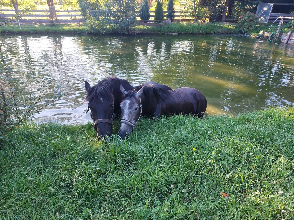 Freiberger Blandning Valack 3 år 154 cm Grå in Taufkirchen Vils