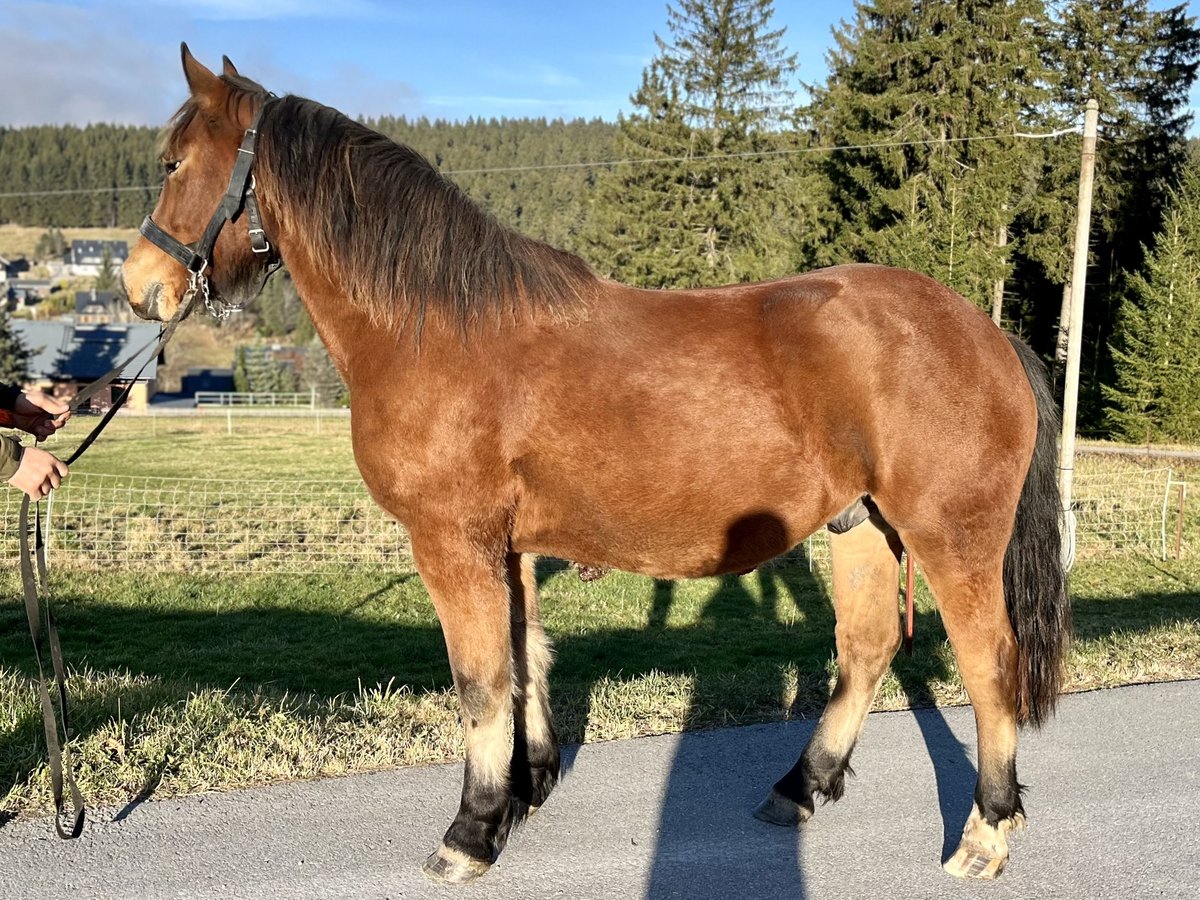 Freiberger Wałach 3 lat 154 cm Gniada in Breitenbrunn/Erzgebirge