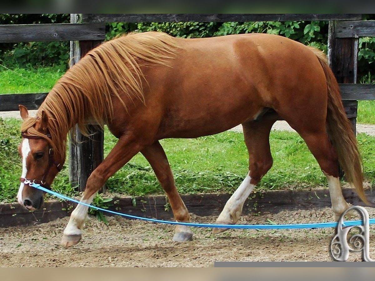 Freiberger Wałach 8 lat 158 cm Kasztanowata in Pronstorf