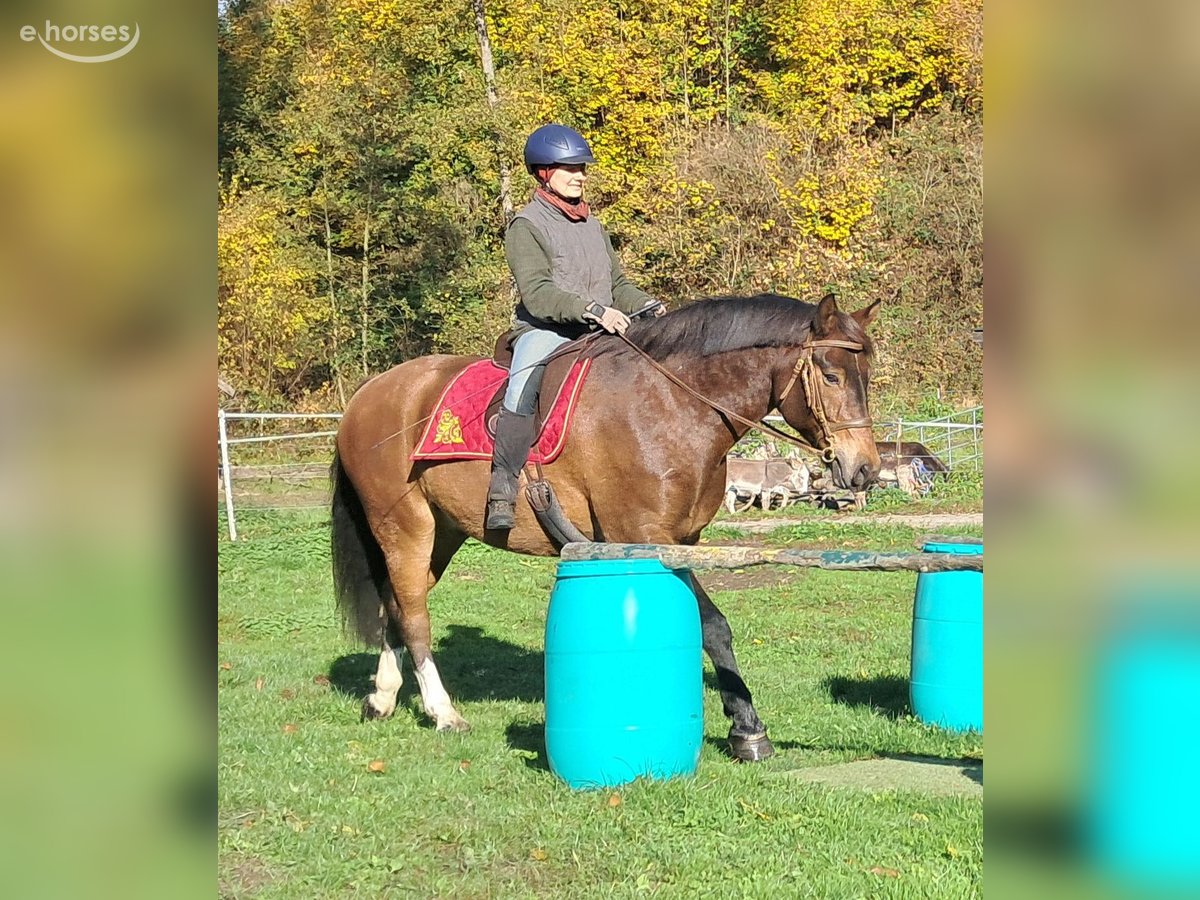Freiberger, Wallach in Bayerbach