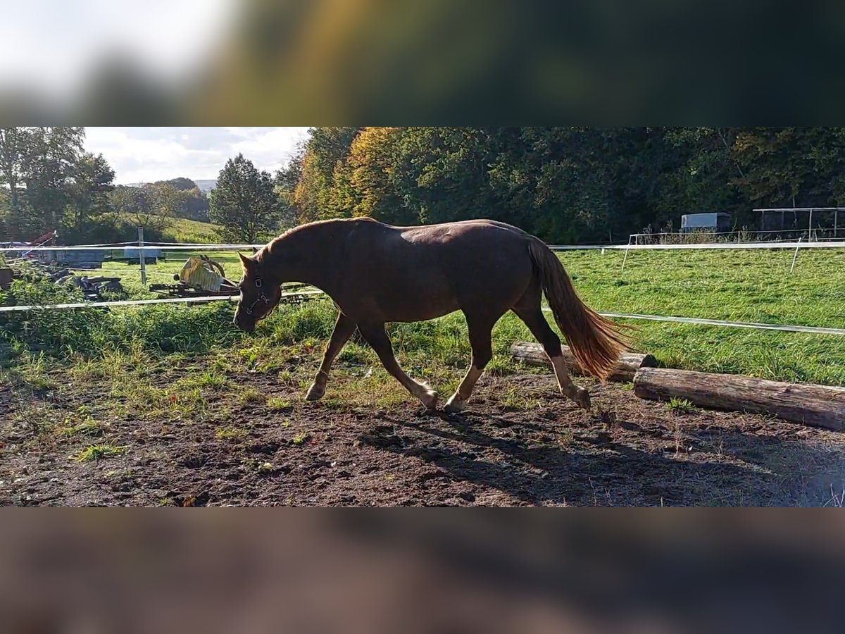 Freiberger Wallach 12 Jahre 163 cm Dunkelfuchs in Miehlen