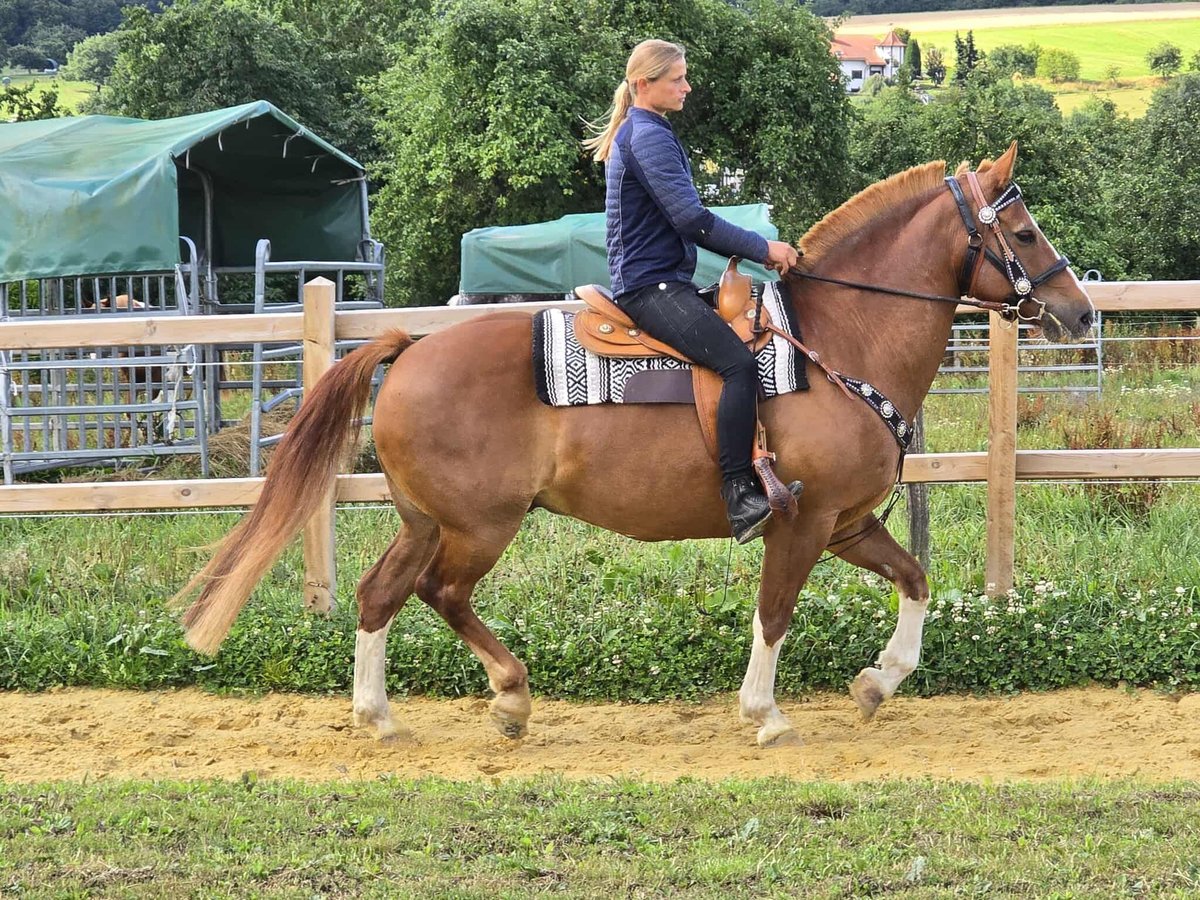 Freiberger Wallach 15 Jahre 157 cm Fuchs in Linkenbach