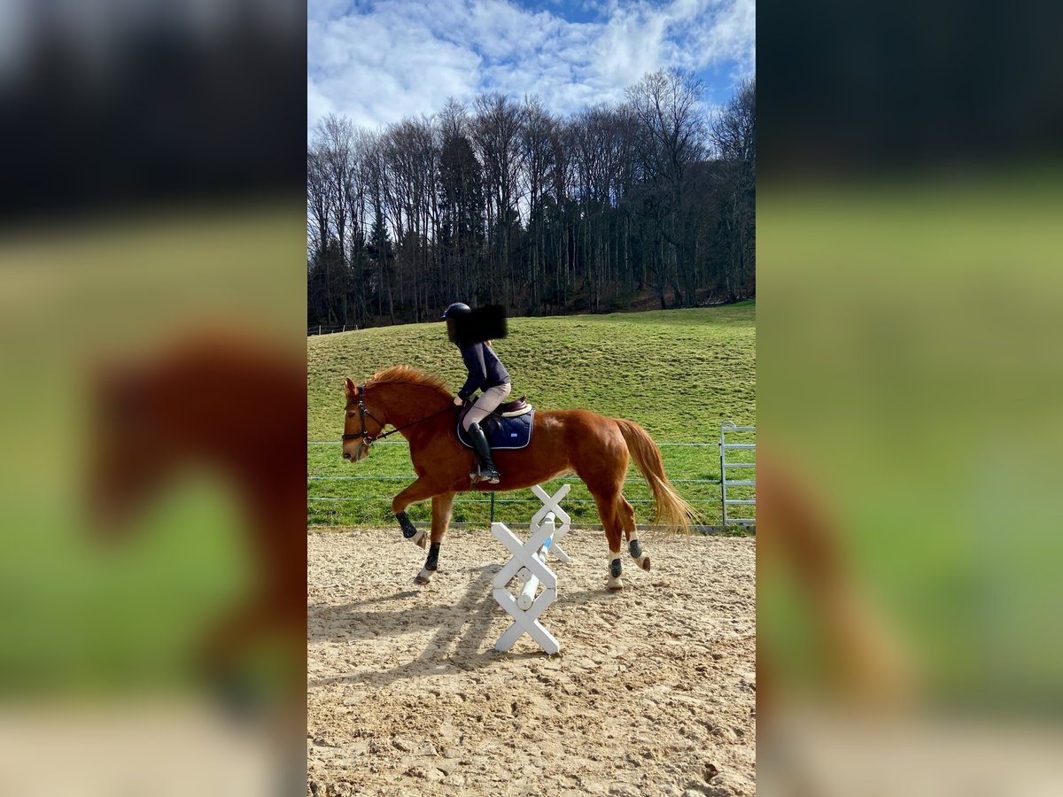 Freiberger Wallach 17 Jahre 162 cm Fuchs in Reigoldswil
