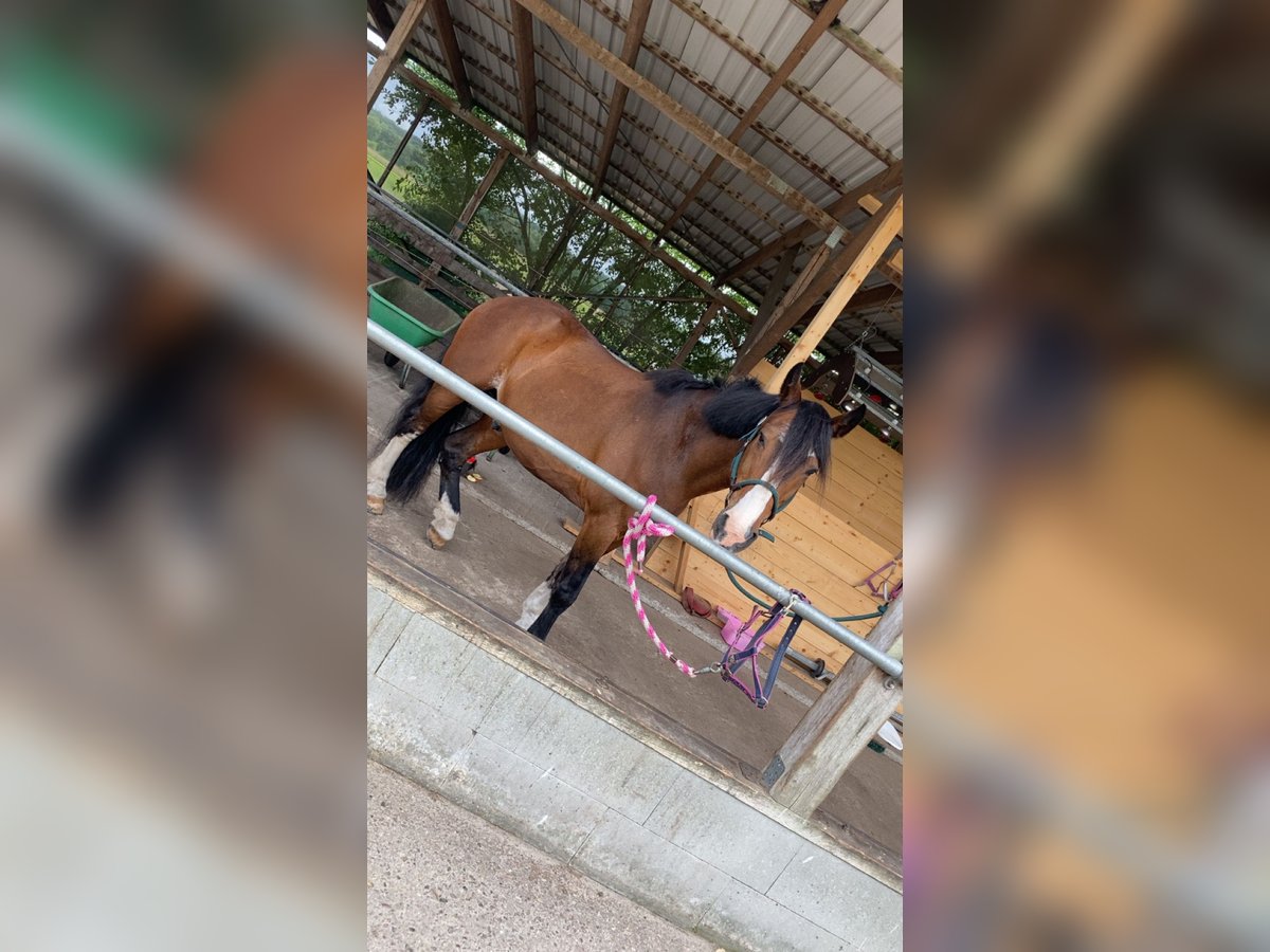 Freiberger Mix Wallach 24 Jahre 155 cm Dunkelbrauner in Gro&#xDF; Kummerfeld