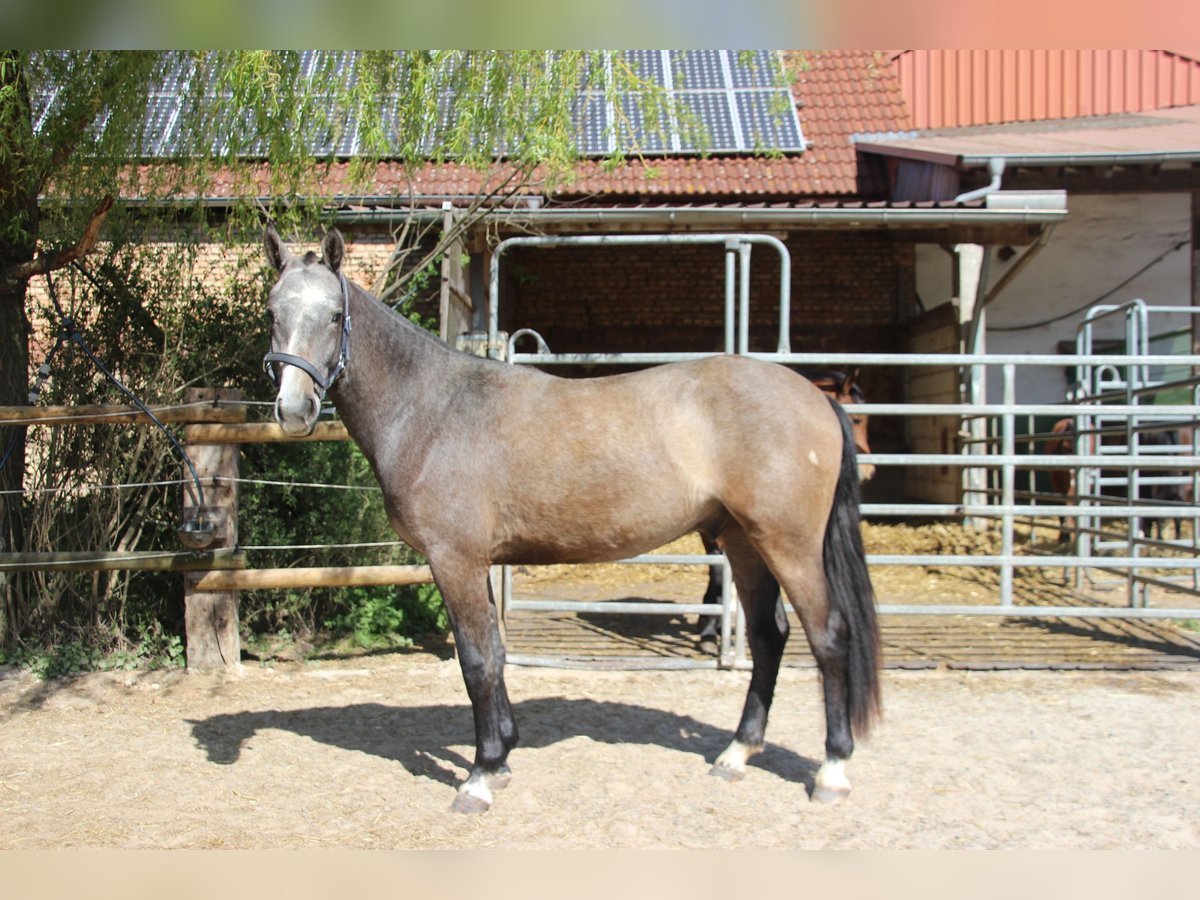 Freiberger Wallach 2 Jahre 160 cm Schimmel in B&#xF6;rrstadt