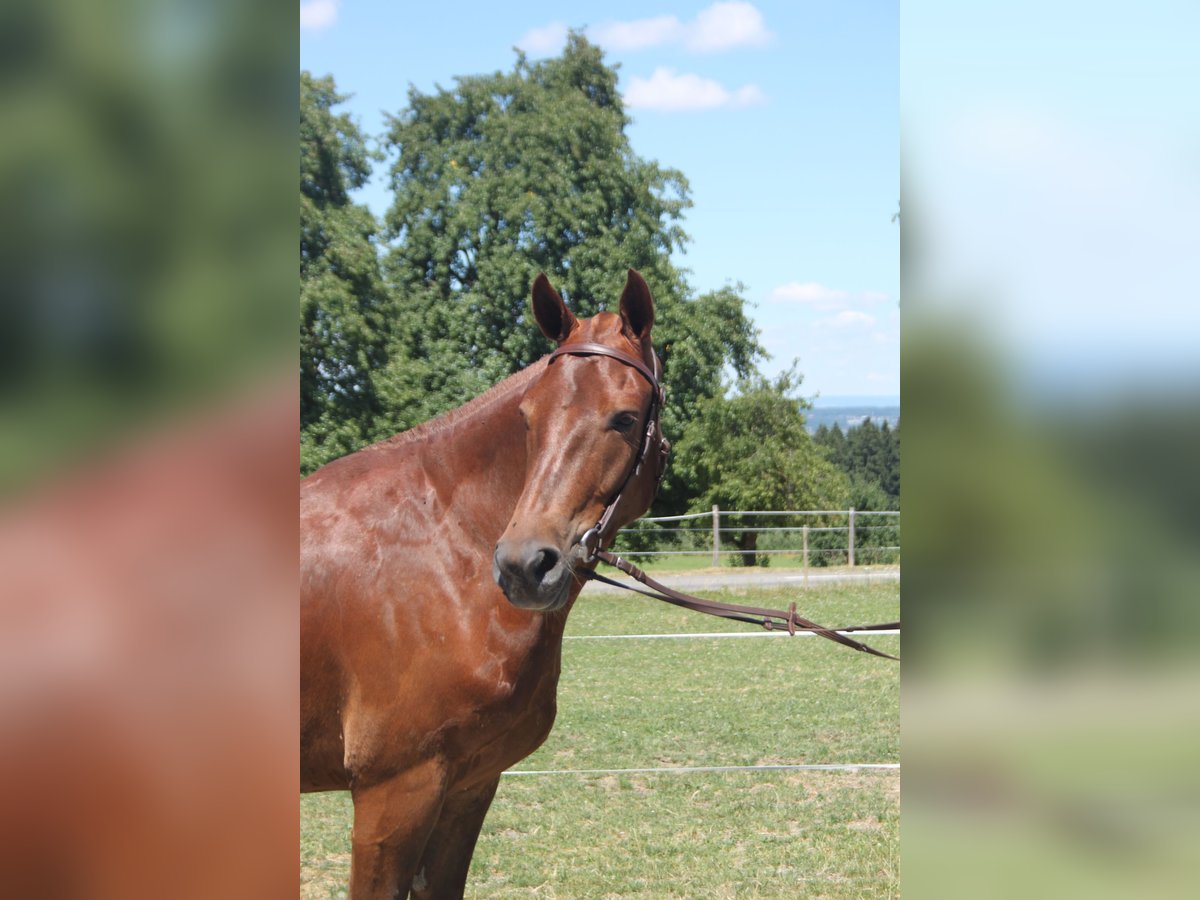 Freiberger Wallach 3 Jahre 153 cm Dunkelfuchs in Sch&#xF6;nholzerswilen