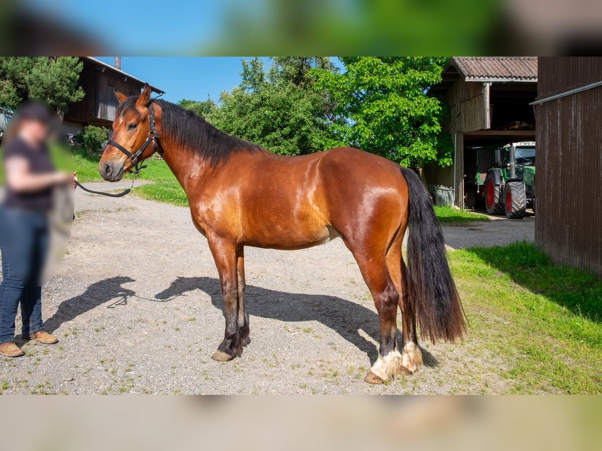 Freiberger Wallach 3 Jahre 155 cm Brauner in Wigoltingen