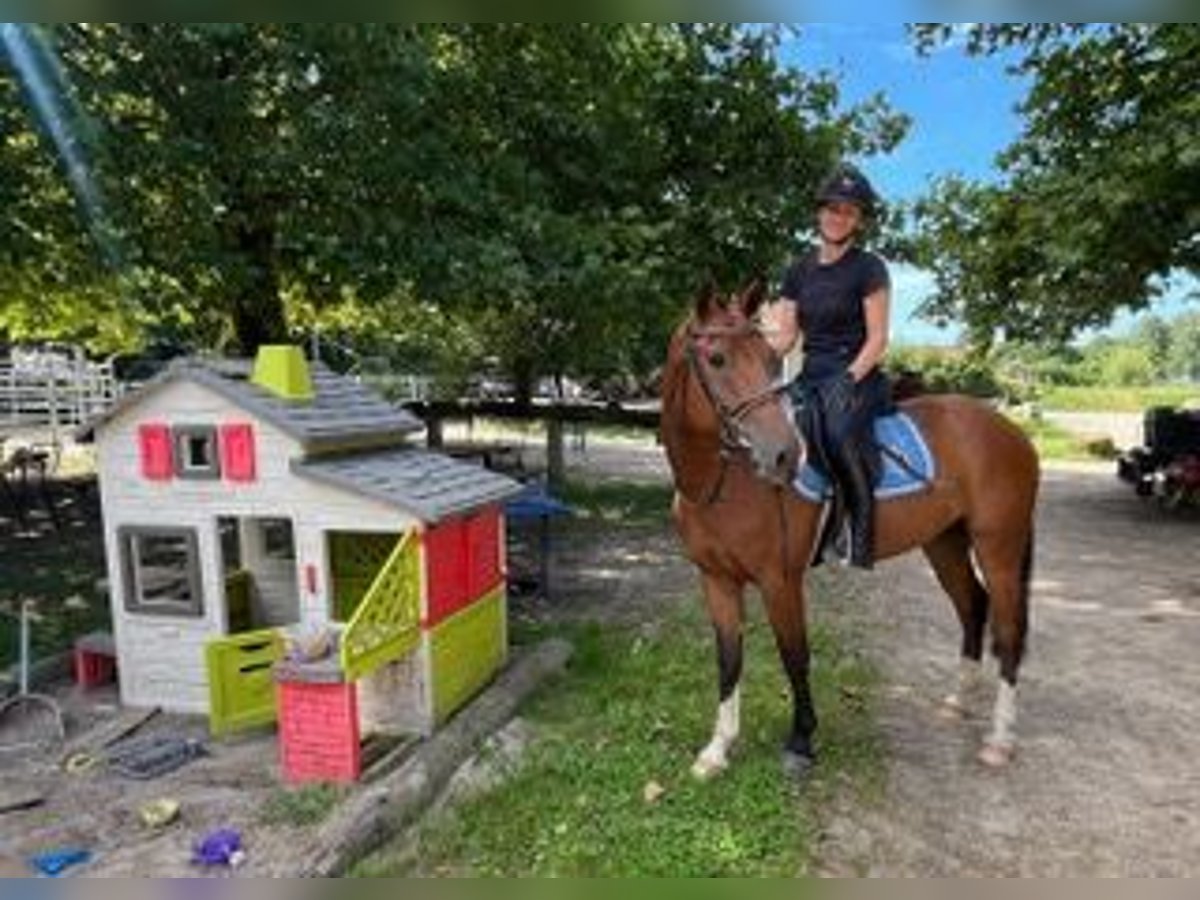Freiberger Wallach 3 Jahre 156 cm Brauner in R&#xFC;mmingen