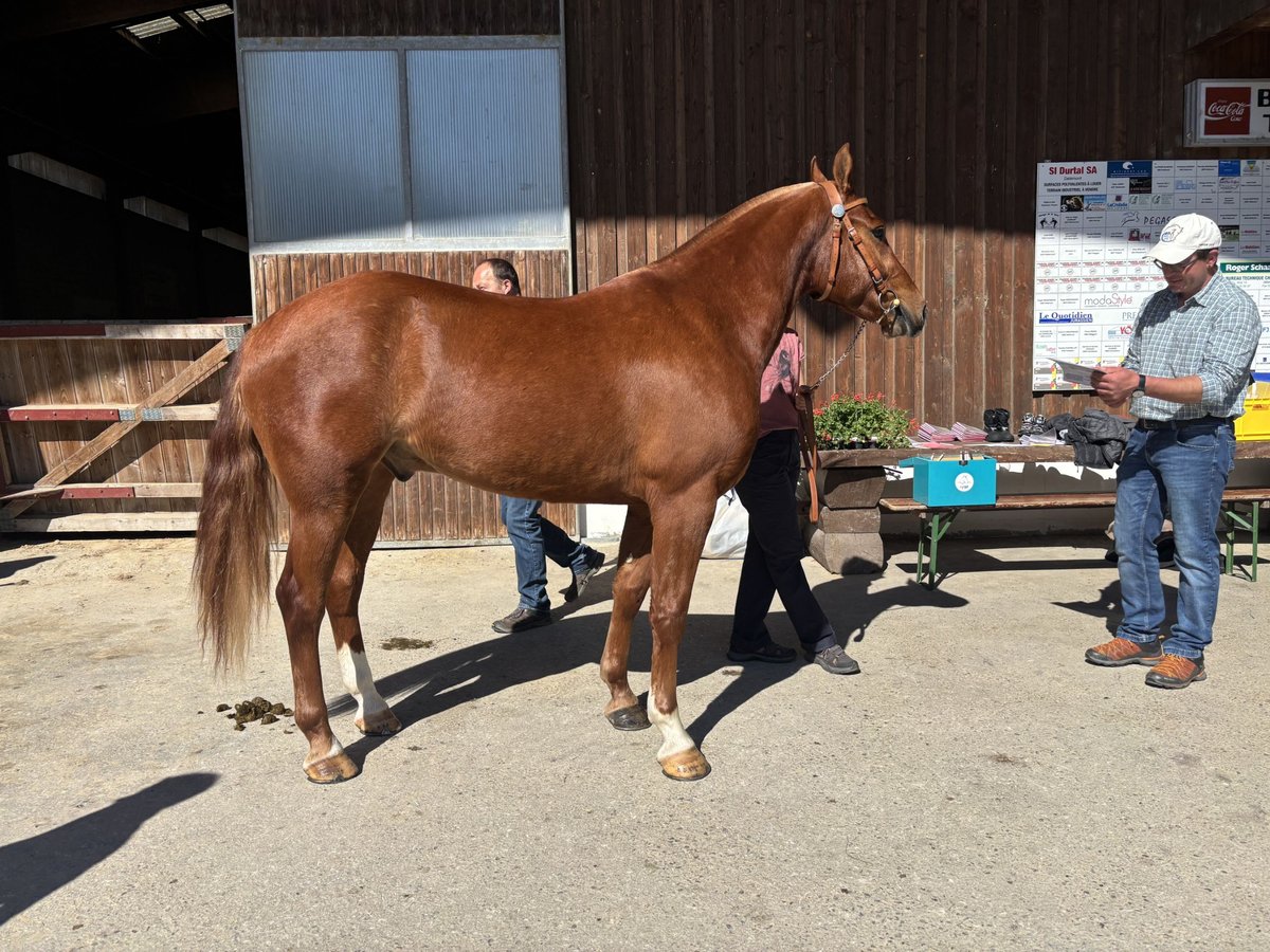 Freiberger Wallach 3 Jahre 156 cm Fuchs in Bourrignon