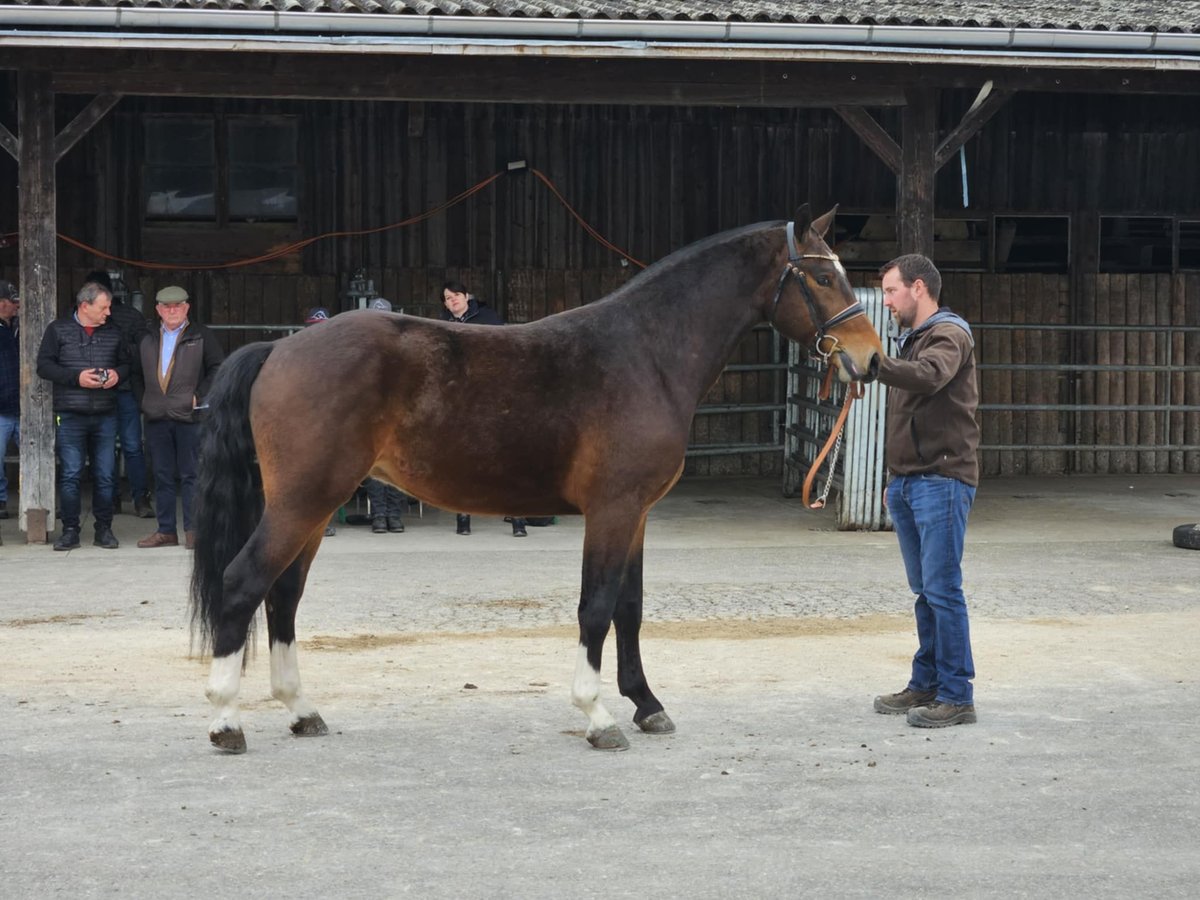 Freiberger Wallach 3 Jahre 157 cm Dunkelbrauner in Chevenez