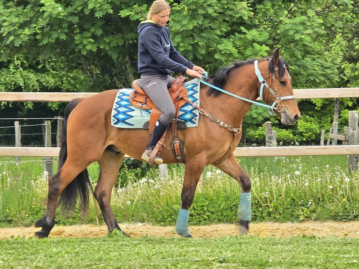 Freiberger Wallach 3 Jahre 158 cm Brauner in Linkenbach