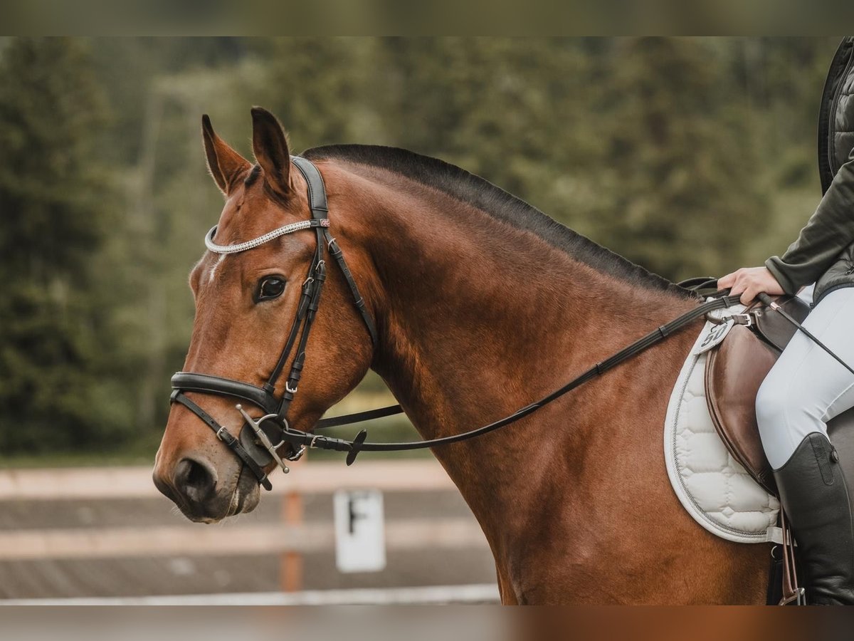 Freiberger Wallach 3 Jahre 158 cm Brauner in Schiers