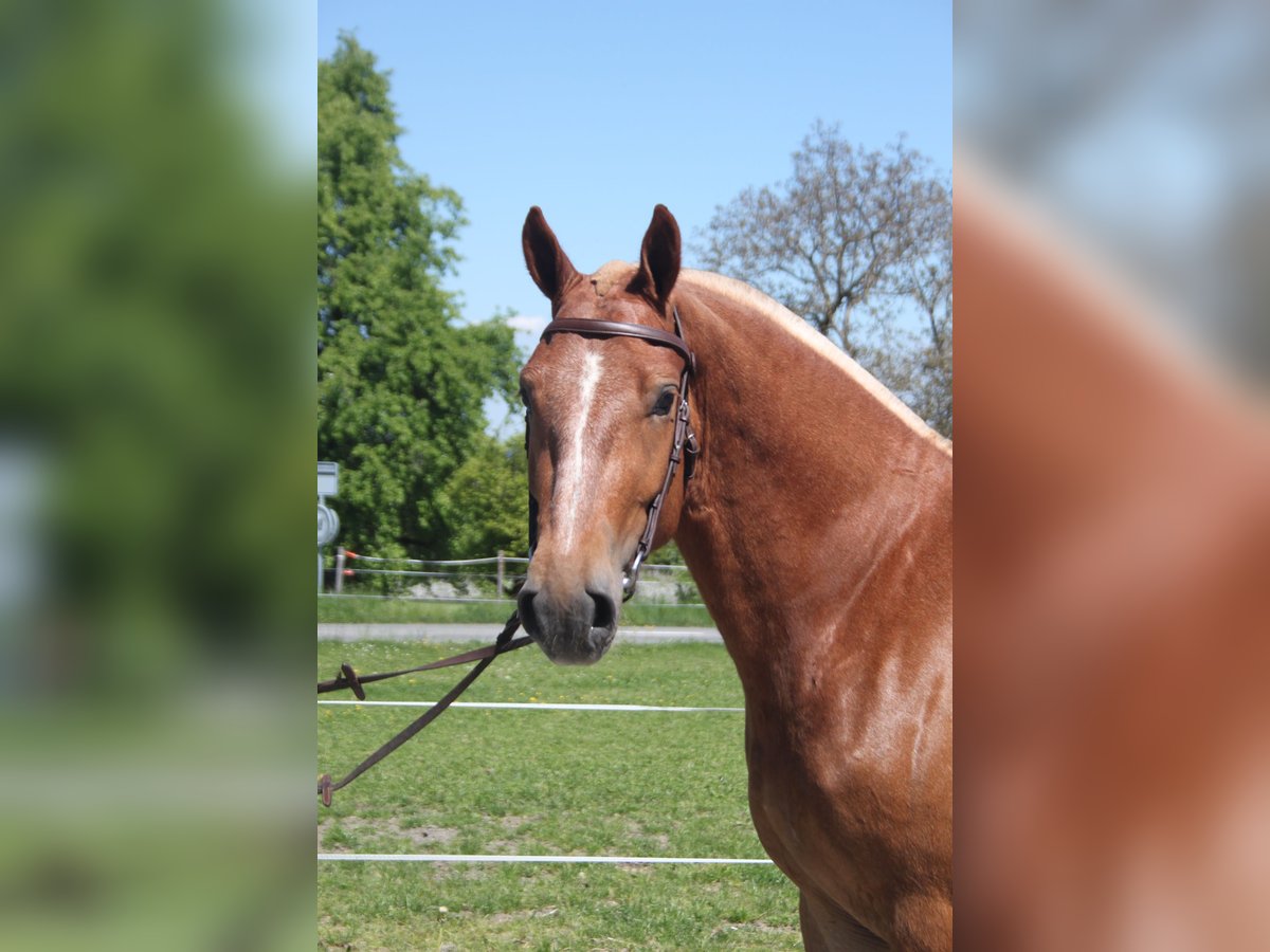 Freiberger Wallach 3 Jahre 158 cm Fuchs in Sch&#xF6;nholzerswilen