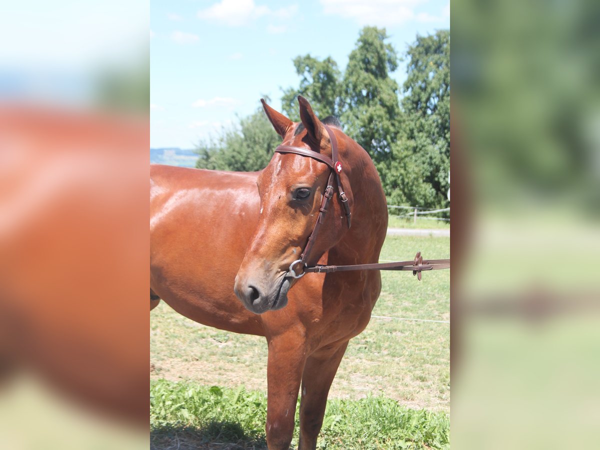 Freiberger Wallach 3 Jahre 159 cm Brauner in Sch&#xF6;nholzerswilen