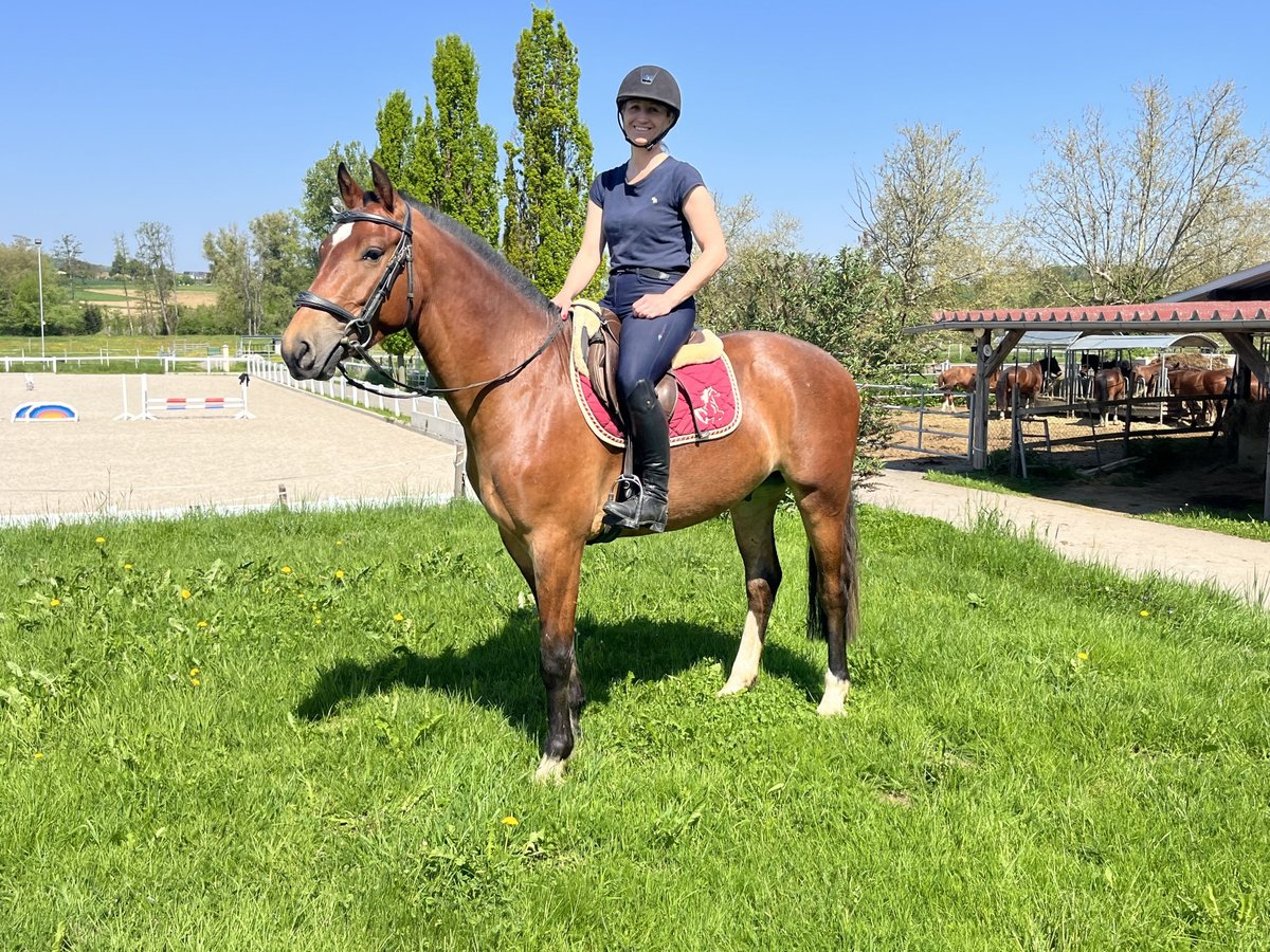 Freiberger Wallach 3 Jahre 159 cm Dunkelbrauner in Rümmingen