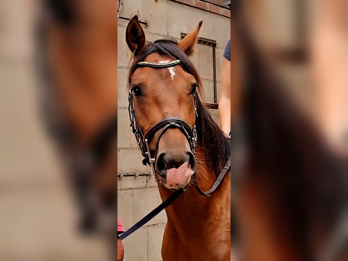Freiberger Wallach 3 Jahre 165 cm Brauner in Olst