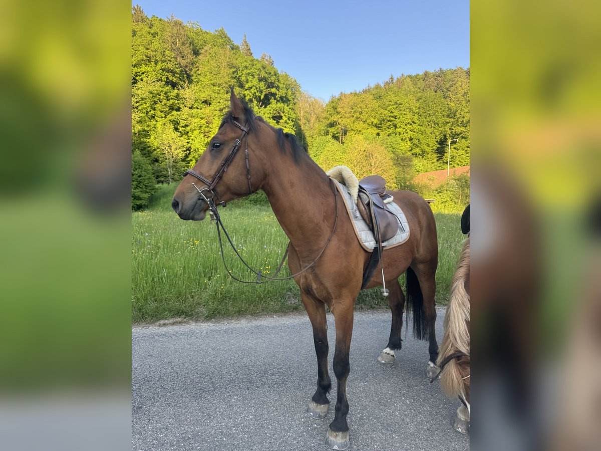 Freiberger Wallach 4 Jahre 155 cm Brauner in Gümligen