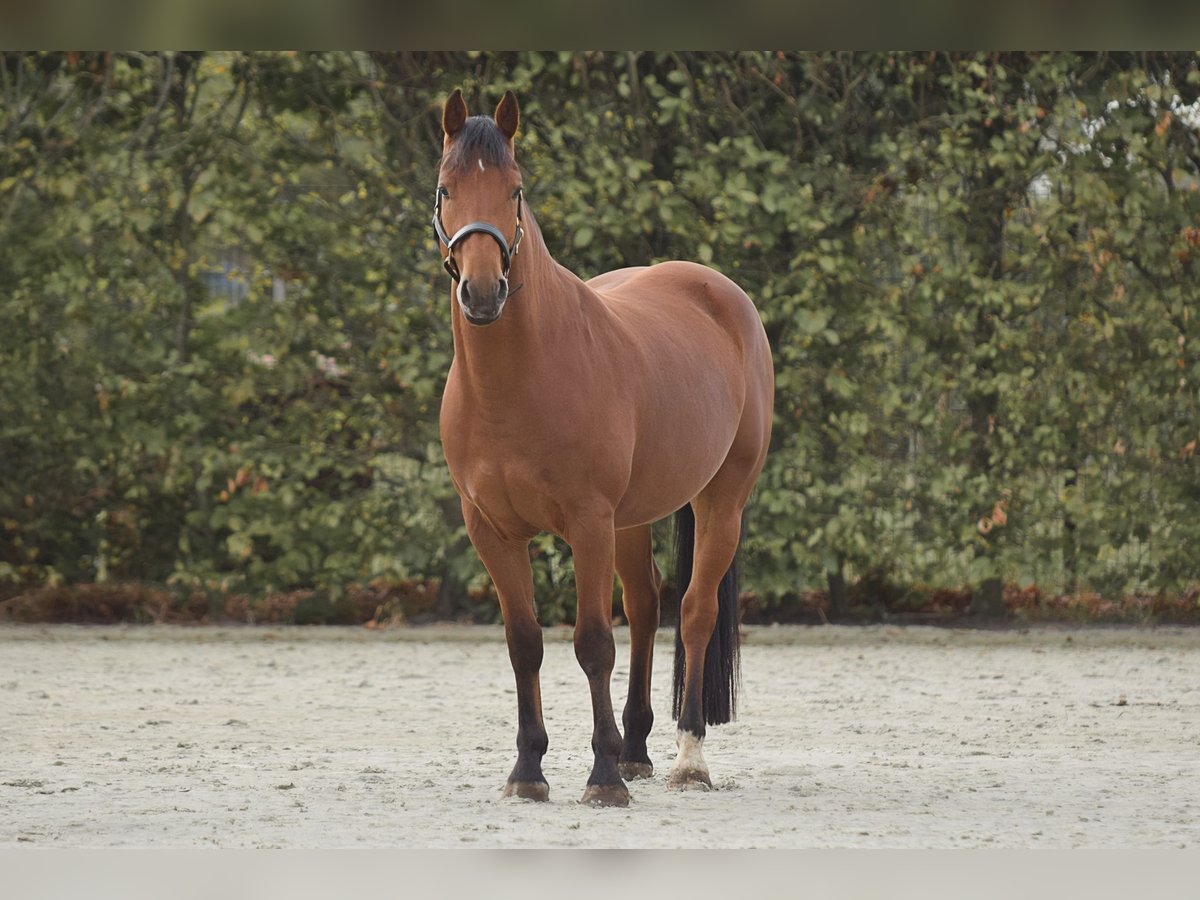Freiberger Wallach 4 Jahre 157 cm Brauner in Puurs