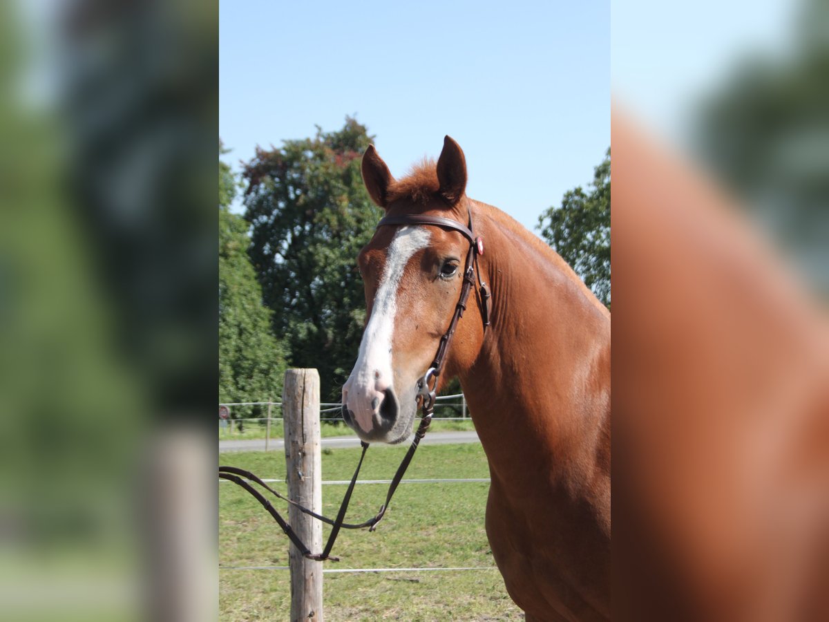 Freiberger Wallach 4 Jahre 157 cm Fuchs in Sch&#xF6;nholzerswilen