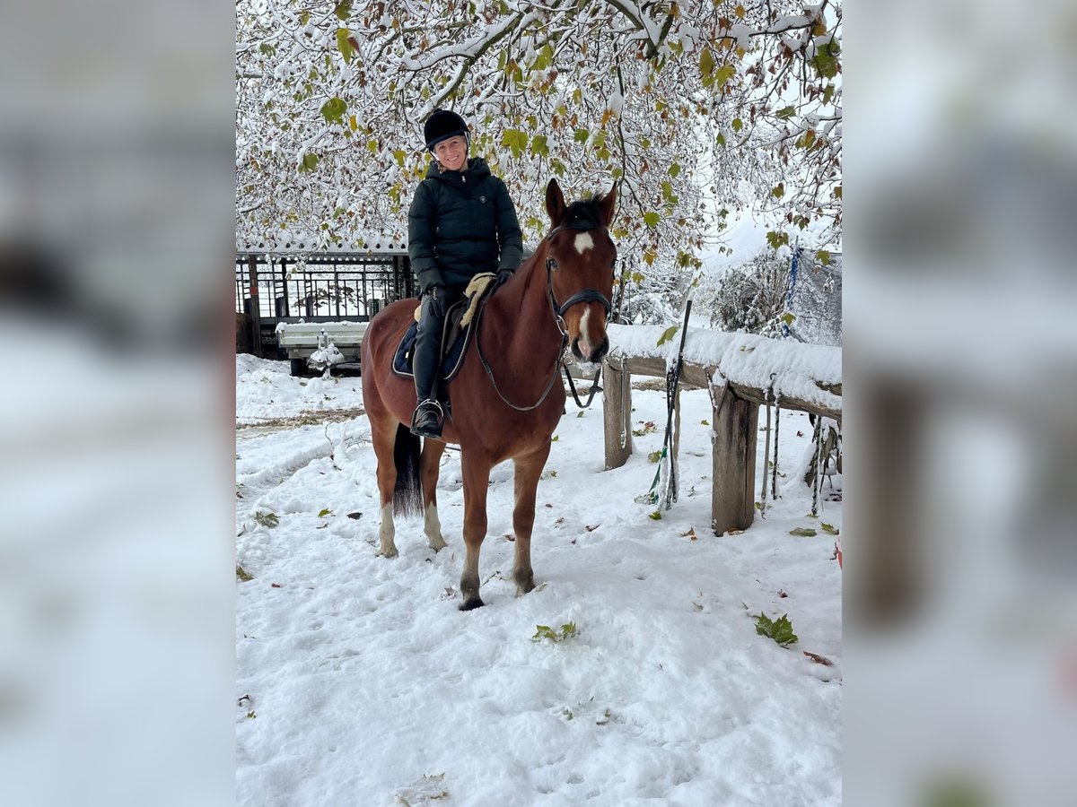 Freiberger Wallach 4 Jahre 159 cm Brauner in R&#xFC;mmingen