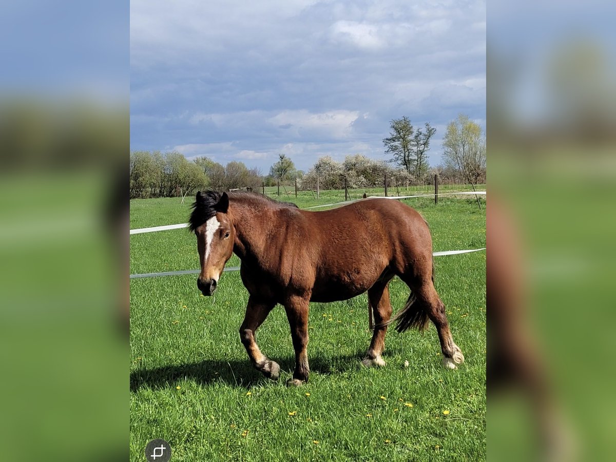 Freiberger Wallach 5 Jahre 150 cm Brauner in R&#xFC;hen