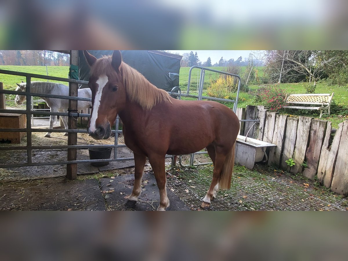 Freiberger Wallach 5 Jahre 150 cm Fuchs in Aesch (Neftenbach)