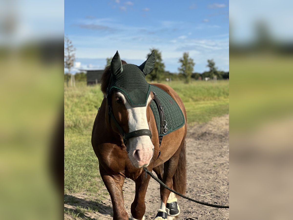 Freiberger Mix Wallach 5 Jahre 153 cm Dunkelfuchs in Sch&#xF6;nefeld