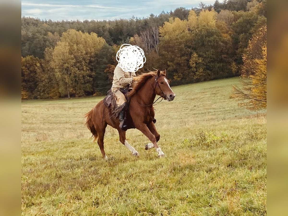 Freiberger Wallach 5 Jahre 157 cm Fuchs in Karlsruhe Freiberger Wallach 5 Jahre 157 cm Fuchs in Karlsruhe