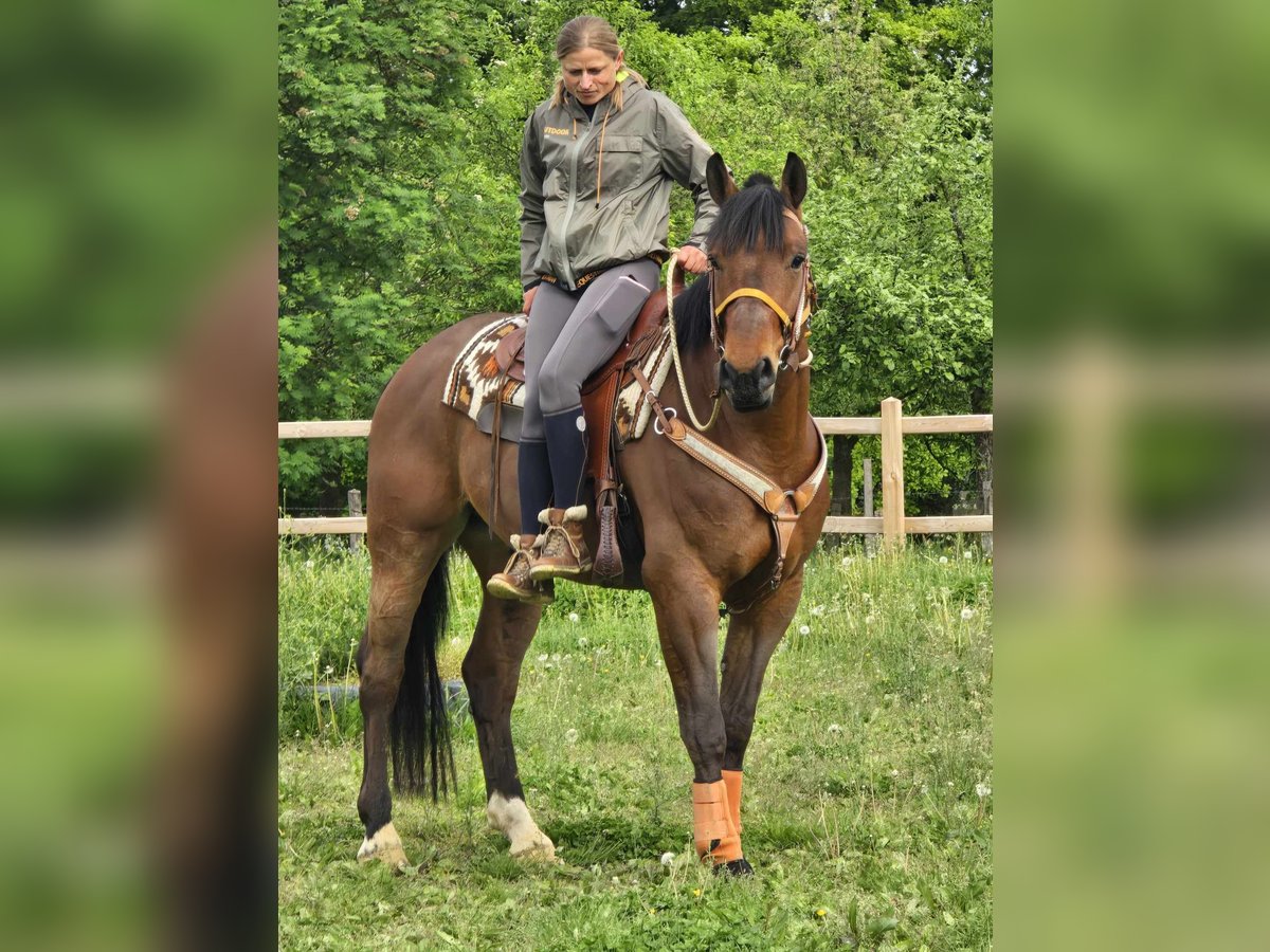 Freiberger Wallach 5 Jahre 162 cm Brauner in Linkenbach