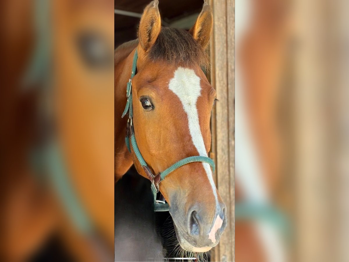 Freiberger Wallach 5 Jahre 164 cm Brauner in L&#xFC;tzelfl&#xFC;h-Goldbach