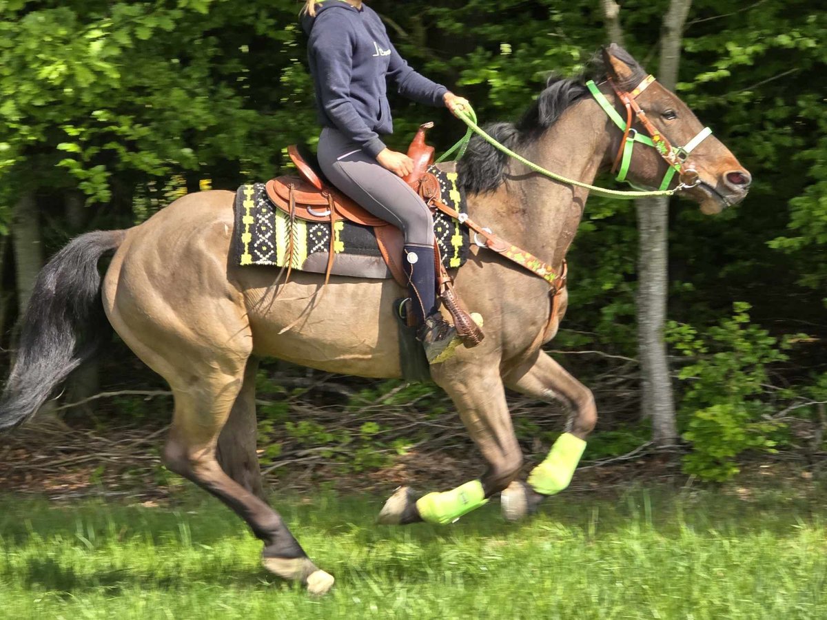 Freiberger Wallach 5 Jahre 166 cm Brauner in Linkenbach