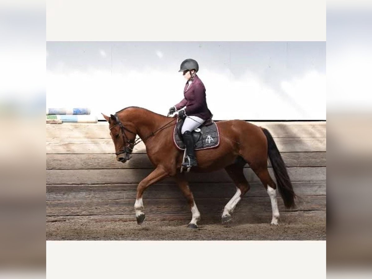 Freiberger Wallach 7 Jahre 169 cm Brauner in Nieder-Olm