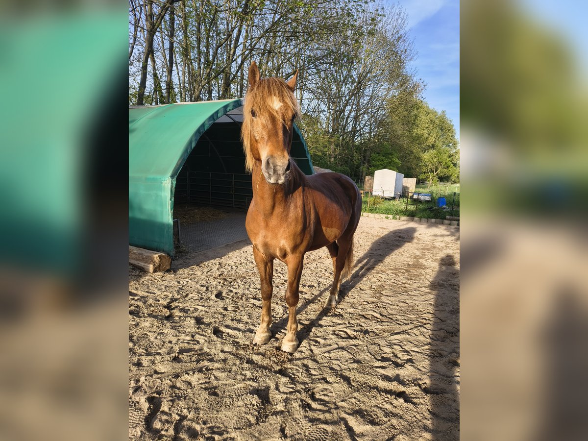 Freiberger Wallach 8 Jahre 162 cm Fuchs in Rosbach vor der H&#xF6;he Ober-Rosbach